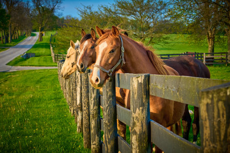 Group of horses looking over a fence at a horse farm in Central Kentucky.の写真素材