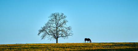 Horse grazing next to tree on top of a hill.の写真素材