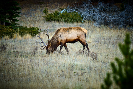 Elk bull grazing in a field at Rocky Mountain National Park Colorado.の写真素材