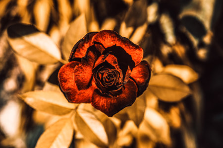 Creative composition of flowers and leaves. Flat lay. Winter mood. Red golden rose. Authentic flower background. Nature abstract decorative design. Soft light, dramatic effect. Strong shadows.の写真素材