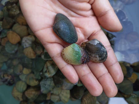 photo of clams in the water. It has sweet and chewy flesh. cooked in the restaurant seafood menu. closed shellsの写真素材