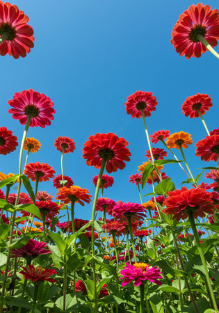 Colorful zinnia flowers in the garden with blue sky backgroundの素材