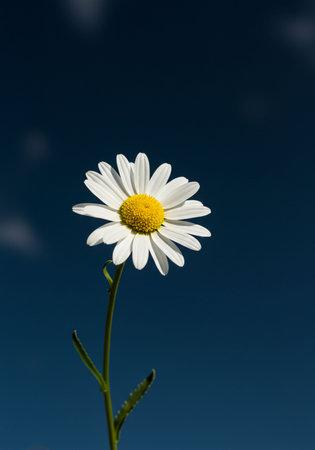 White daisy on blue sky background. Shallow depth of field.の素材
