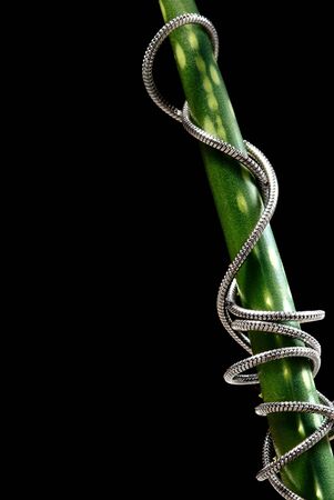 Conceptual macro-photo of the fresh bamboo tied by metal hoseの写真素材