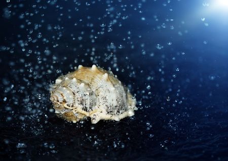 Close-up macro photo of the seashell under the falling water drops. Shallow depth of field for natural viewの写真素材