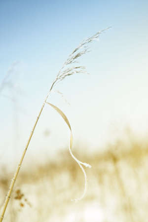 Close-up photo of the wheat covered by snow during the end of winter. Shallow depth of field for natural viewの写真素材