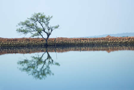 Single tree reflected in the water. の写真素材