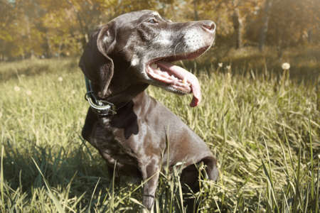 Close-up portrait of the brown dog outdoors in forest. Horizontal photoの写真素材