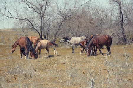 Seven horses outdoors browsing in a steppe. Horizontal photoの写真素材