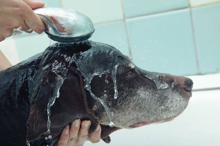 Human hands holding shower and washing dog. Water covers face of animal. Natural colorsの写真素材