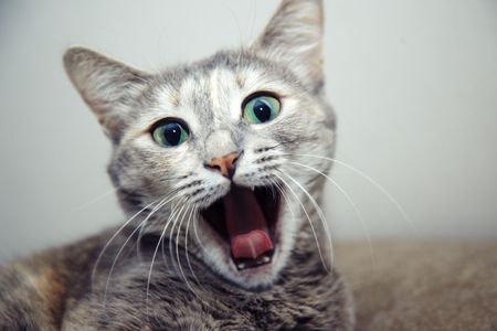 Portraif of the young cat with open mouth. Shallow depth of field for natural viewの写真素材