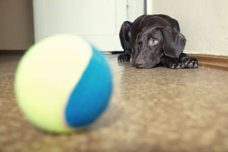 Sad dog laying at the defocused tennis ball. Natural light and colorsの写真素材