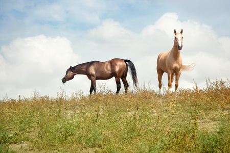 Two horses outdoors. Natural light and colors. Kazakhstanの写真素材