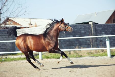 Brown horse running in enclosure. Natural color and light の写真素材