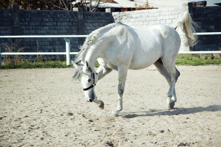 White horse walking in the enclosure. Natural light and colorsの写真素材