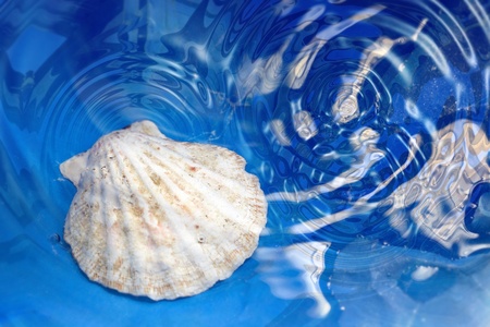 the seashell under the blue water with ripples