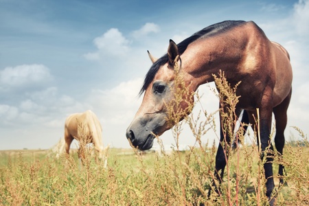 the brown horse feeding in the steppe. Another horse at the background. Kazakhstan, Middle Asia. Natural colors and lightの写真素材
