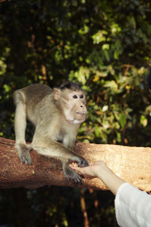 Wild monkey touching human hand in the jungle. Natural light and colorsの写真素材