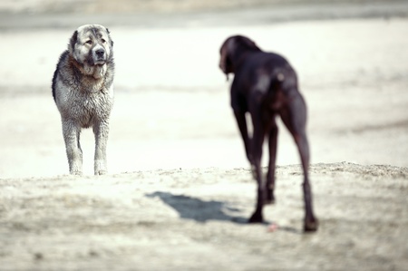 Meeting of the Middle Asian sheepdog and Kurzhaar outdoors. Natural lightの写真素材