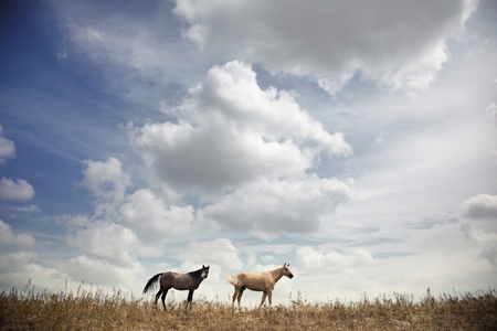 Two wild horses in the steppe. Colorful horizontal photo. Natural light and shadowsの写真素材