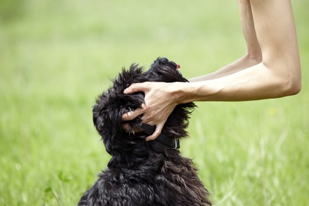 Human hands holding the muzzle of black miniature schnauzer. Natural light and colorsの写真素材