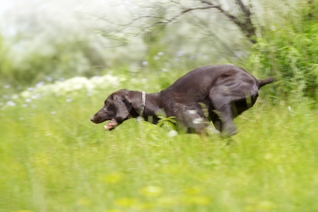 Young German short haired pointer running in the field. Natural light and colorsの写真素材