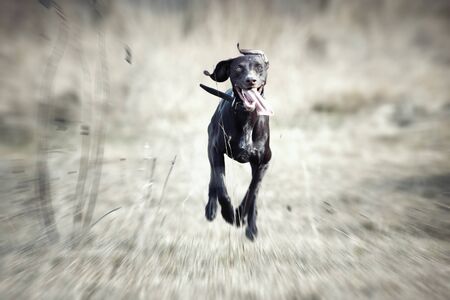 Happy German short haired pointer running outdoorsの写真素材