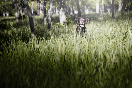 German short haired pointer in grassの写真素材