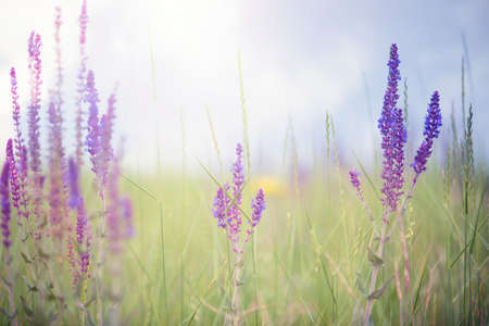Close-up picture of the field grass and flowers during spring seasonの写真素材
