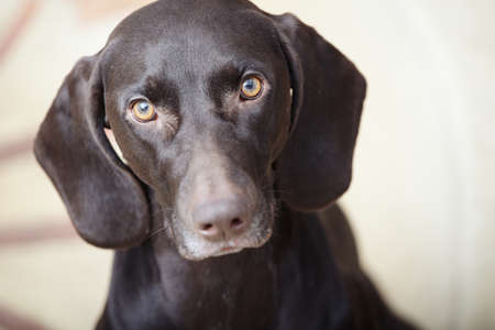 German short haired pointer known as Kurzkhaar sitting indoors