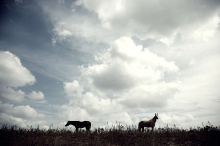 Silhouette of two horses outdoors at the eveningの写真素材