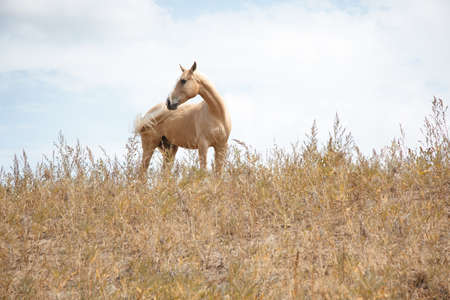 Horse outdoors standing in the field