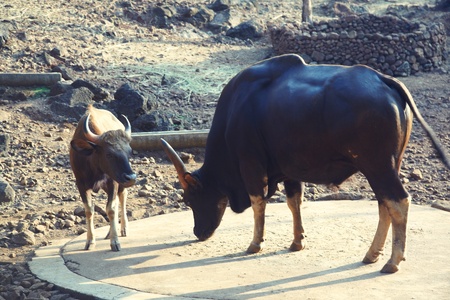 Two buffalo cows in natural reserve. Mother and childの写真素材