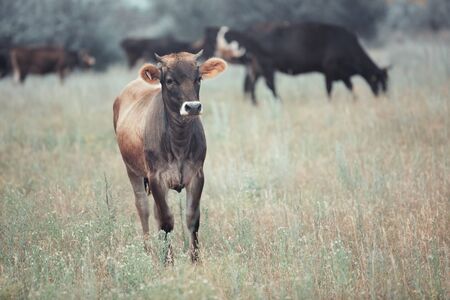 Herd of cows pasturing outdoors. Horizontal color photoの写真素材