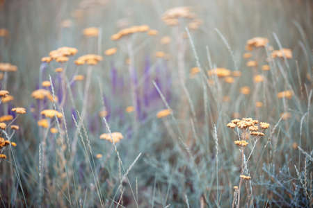 Close-up photo of the field grass and flowers during spring seasonの写真素材