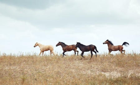 Four horses outdoors running in the steppeの写真素材