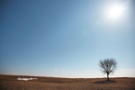 Single tree in summer landscapeの写真素材