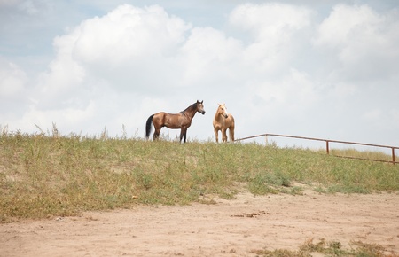 Two horses outdoors. Natural light and colorsの写真素材