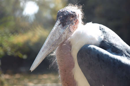 Marabou bird in wild nature. Africaの写真素材