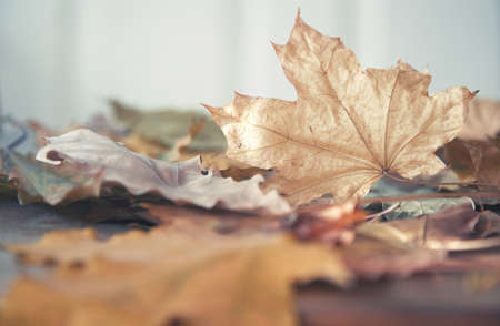 Close-up view on autumn leaves of maple and oakの写真素材