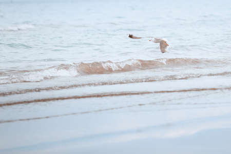 Seagull flying over the sea. Horizontal photoの写真素材