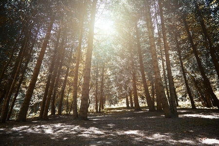 Pinewood forest at sunset. Horizontal colorful photo