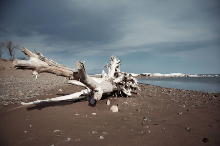 Dead tree at the seaの写真素材