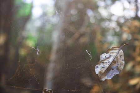 Close-up view on the old spider web in jungle. Indiaの写真素材