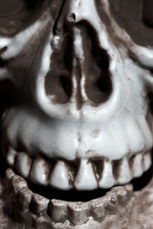 Close-up vertical photo of the human skullの写真素材