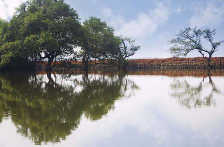 Trees reflected in the water. Horizontal photo with natural colorsの写真素材