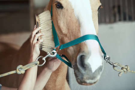 Woman grooming horse in stableの写真素材