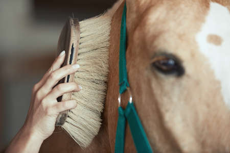 Woman grooming horse in stableの写真素材