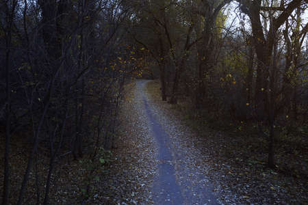 Autumn forest with dirt road