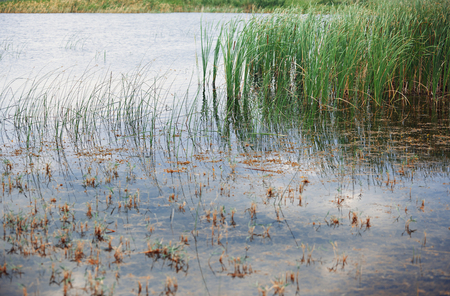 Reed plants in open water of the Florida lakeの写真素材